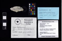 Foto (Objekt + Etikett) von Gastrosacus sp.  (NHMW-GEO-2007z0149-0252e)